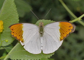 FARFALLA MINACCIA DI BATTERE LE ALI A TOKYO - Lercio