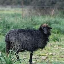 SARDEGNA, PECORA NERA A COMANDO DI GREGGE RIBELLE - Lercio