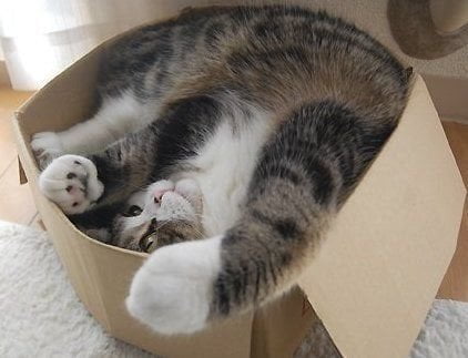 IL GATTO DI SCHRÖDINGER È VIVO - Lercio