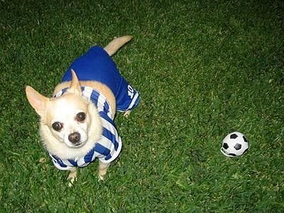 PARTITA DI CALCIO TRA CANI SOSPESA PER CORI RAZZISTI - Lercio