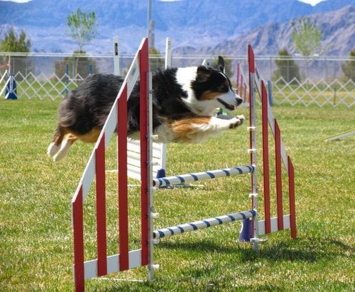 ALFANO VINCE L'ARGENTO AI CAMPIONATI NAZIONALI DI AGILITY DOG - Lercio