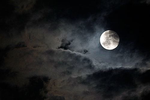 LUPO MANNARO ACCUSATO DI NON RACCOGLIERE I SUOI BISOGNINI - Lercio