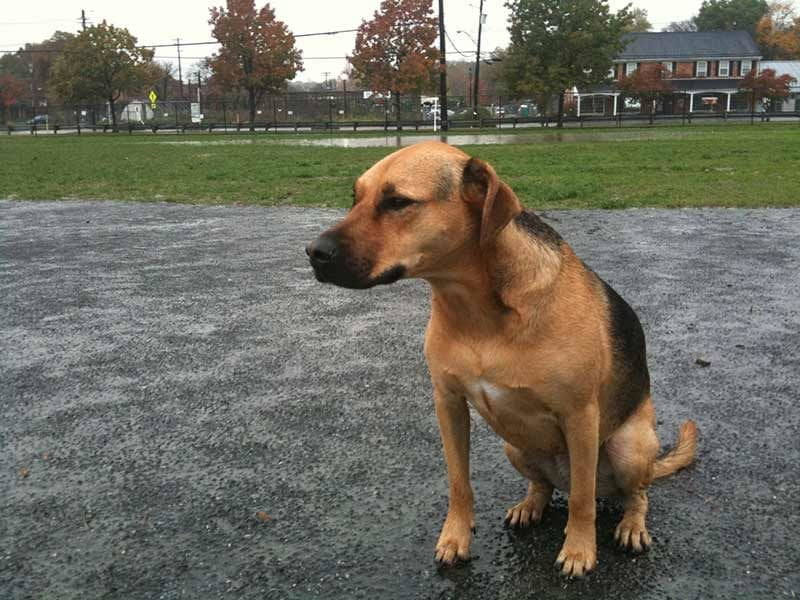 Cane abbandonato fa 200km per ritrovare il padrone e cagargli sullo zerbino - Lercio