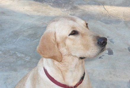 Cane infedele attacca pensionato durante rapina in villa - Lercio