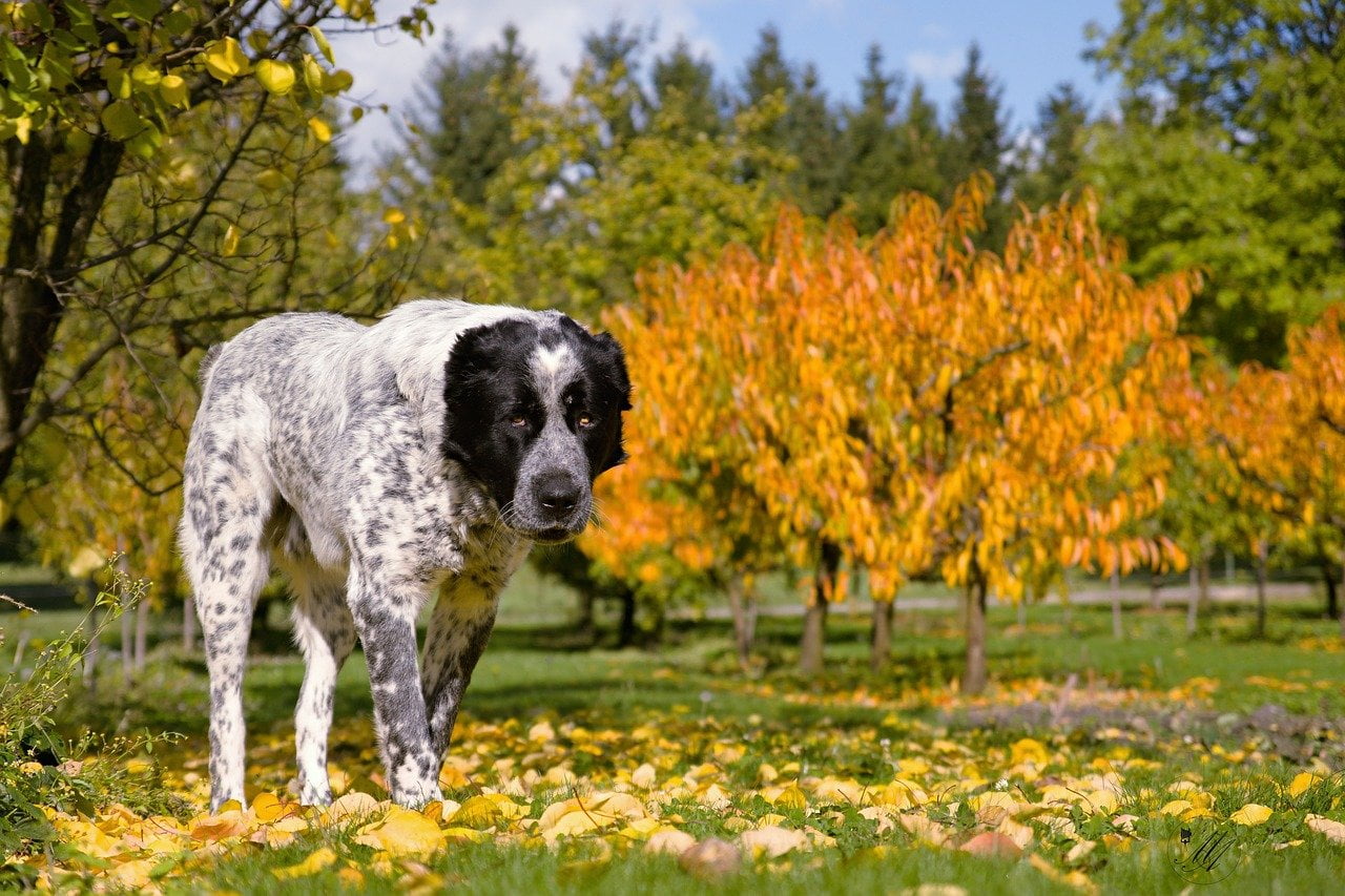Fukushima: albero piscia su cane - Lercio