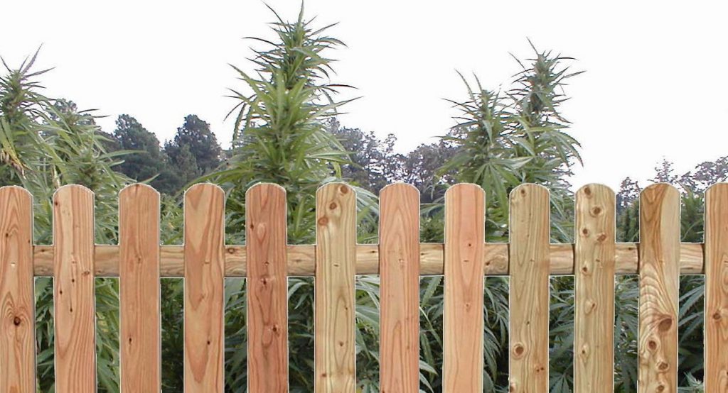 Legalizzata la coltivazione della marijuana ma solo nel prato del vicino - Lercio