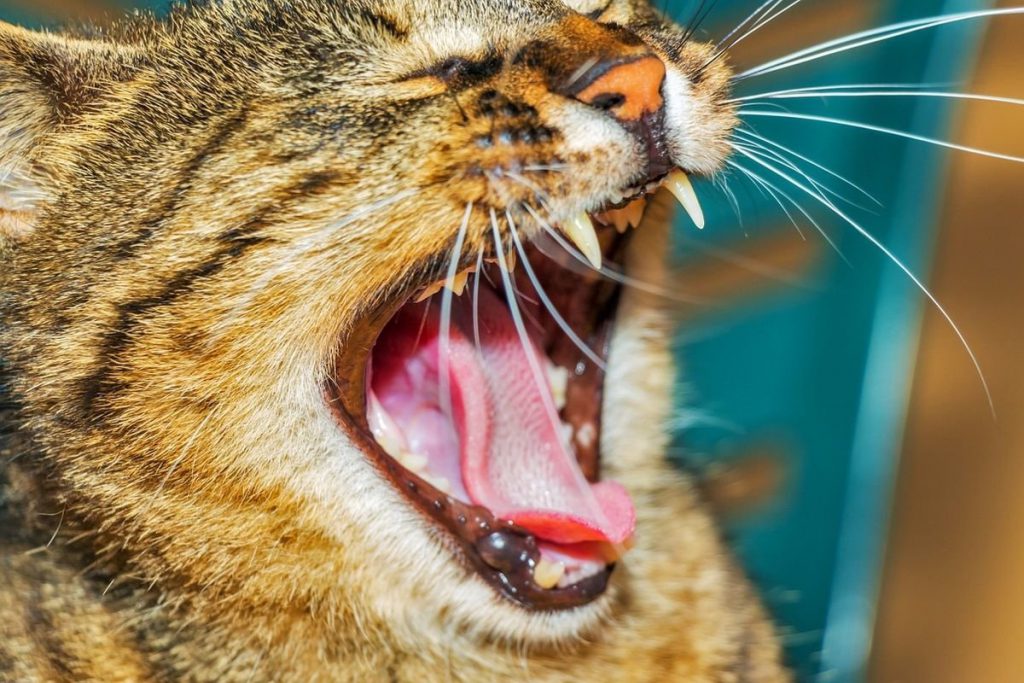 Esplode sigaretta elettronica, muore il gattino di Filippo Facci - Lercio