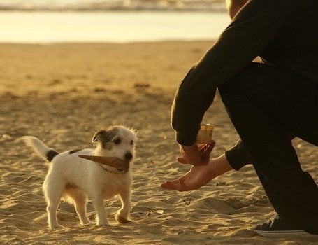 Medicina, trovata cura per chi parla con gli animali facendo vocine buffe - Lercio