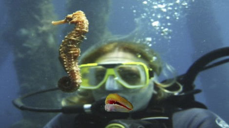 Annegato l’uomo che sussurrava ai cavallucci marini - Lercio