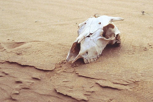 La morte è la prima causa di morte nel mondo - Lercio