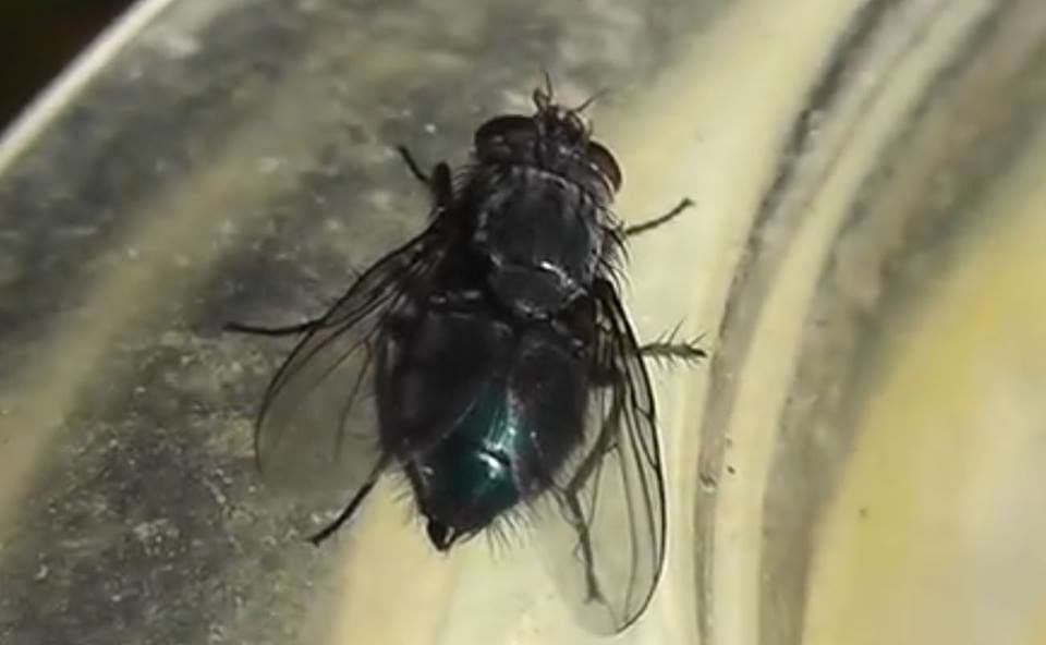 Morta a Pechino la mosca più vecchia del mondo, aveva 27 giorni - Lercio