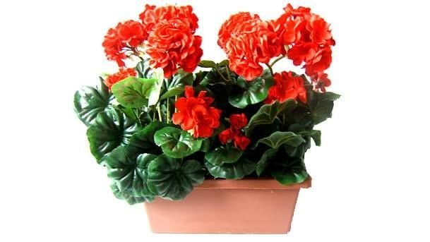 Scivola giù dal balcone ma fortunatamente atterra su un uomo, salvo vaso di gerani - Lercio