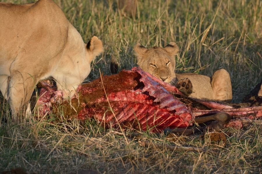 Diceva "non ti curar di loro ma guarda e passa". Sbranato dai leoni durante un safari - Lercio