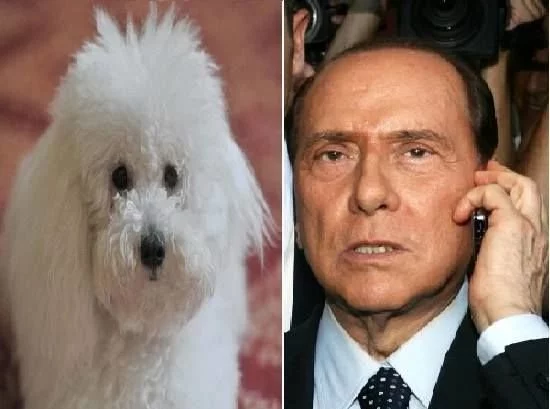 Dudù preso dagli accalappiacani, Berlusconi telefona al canile: “Liberatelo, è il nipote di Rin Tin Tin" - Lercio