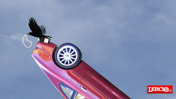 Gazza ladra sfugge a ammaestratore durante show: spettatori rapinati - Lercio