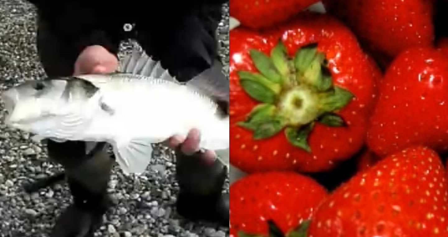 Ogm, creata la spigola al gusto fragola - Lercio