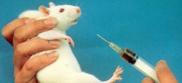 Scienza. Esperimenti sui topi confermano: essere vivisezionati aumenta lo stress - Lercio