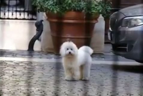 Dudù dà ragione a Grillo: "Preferisco la vivisezione" - Lercio