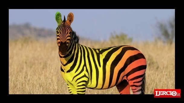 Evoluzione: secondo gli scienziati, fra 2000 anni le zebre saranno a colori - Lercio