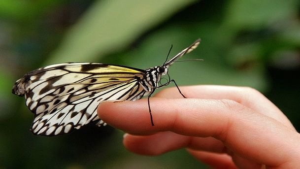 Fa sesso con una farfalla dopo averla convinta a salire da lui per vedere una collezione di donne - Lercio