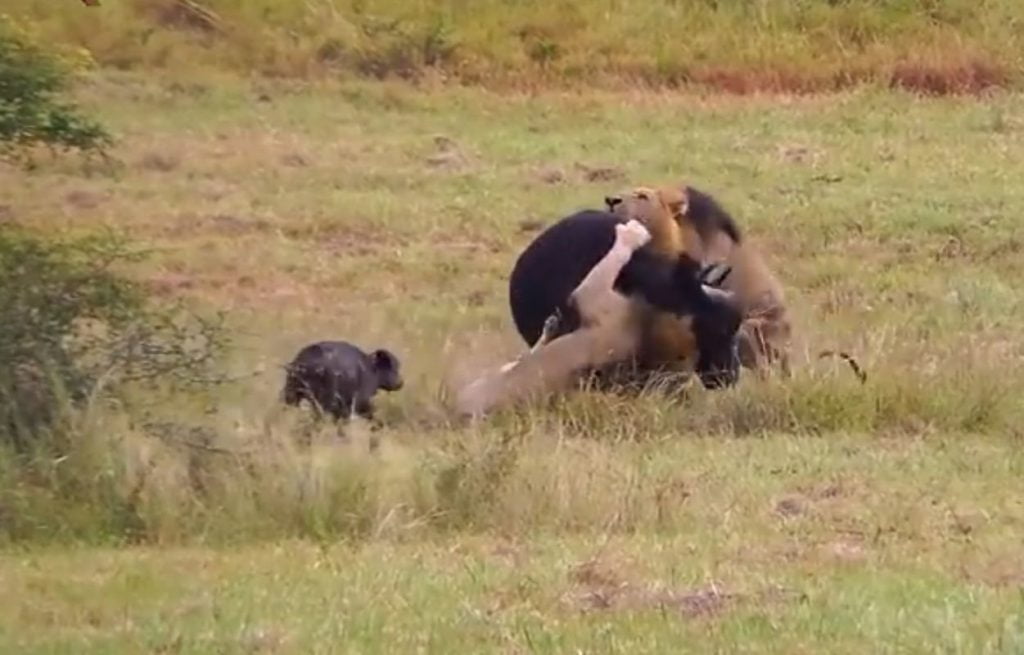 Nasce il gruppo dei 'vendettariani': "Mangiamo solo carnivori malvagi come squali e ghepardi" - Lercio