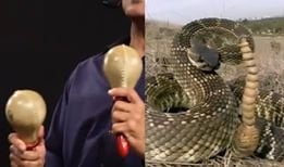 Campionati mondiali di maracas, anche quest'anno vince un serpente a sonagli - Lercio