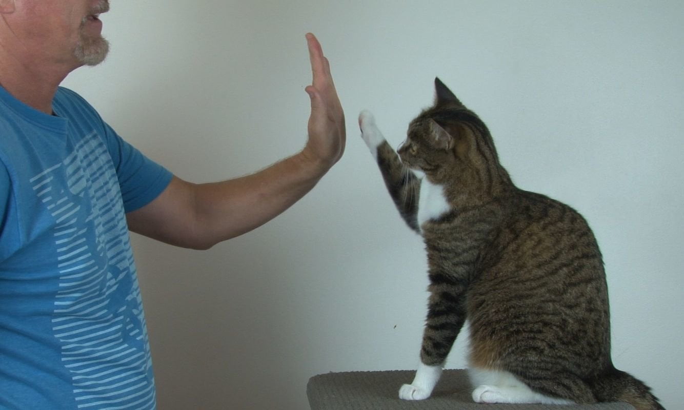 Scienza. I gatti non si innamorano del padrone ma provano sincera stima - Lercio