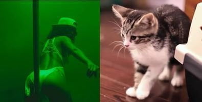 La foto del gattino che graffia il culo a Rihanna fa esplodere 800 mila server - Lercio