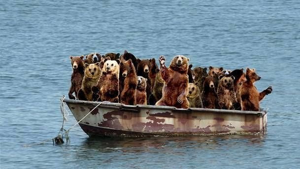 Lampedusa: avvistato barcone di orsi profughi in fuga dal Trentino - Lercio