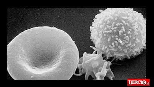 "Uccidono esseri viventi". Vegano si fa asportare i globuli bianchi - Lercio