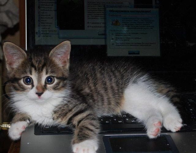 Ricerca, i gatti camminano sulle tastiere dei pc perché 41pòèR2019/*9+inàùdpò*8///////8 - Lercio