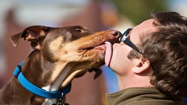 Gli muore il padrone, cane ne compra un altro simile - Lercio