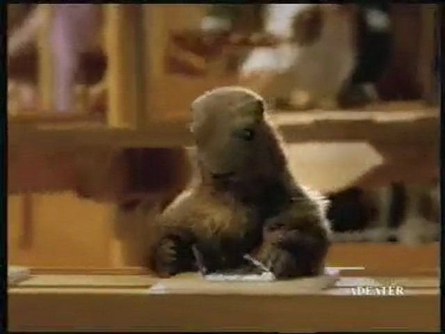 Animalisti liberano 200 marmotte che venivano sfruttate per incartare la cioccolata - Lercio