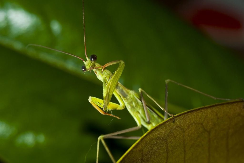 Scienza. Scoperta mantide religiosa che dopo il sesso vuole le coccole - Lercio