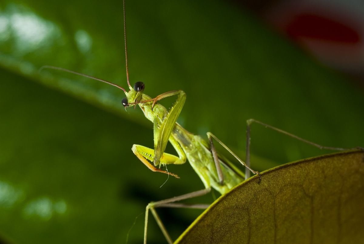 Scienza. Scoperta mantide religiosa che dopo il sesso vuole le coccole - Lercio