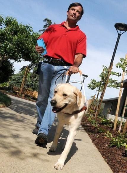 Pedoni con lo smartphone? Da oggi è obbligatorio il cane-guida - Lercio