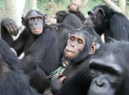 Africa: scoperto gruppo di scimpanzé che crede al creazionismo - Lercio