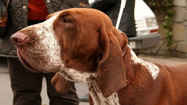 Morto Rufis, il cane che ha insegnato a recitare a decine di attori italiani - Lercio