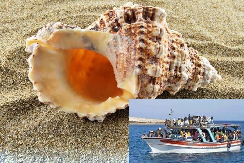 Salvini mette una conchiglia vicino all’orecchio e sente il rumore di uno sbarco - Lercio