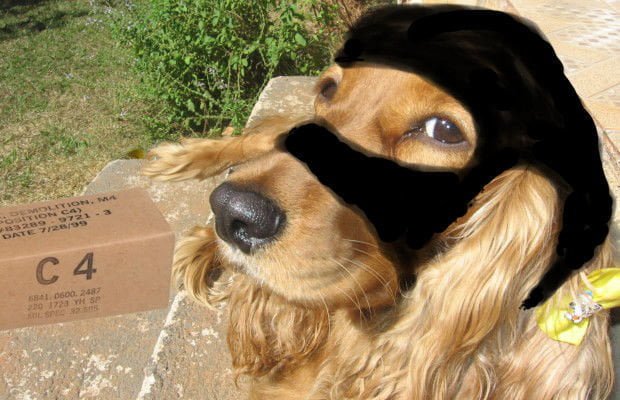 ISIS. Cane bomba si fa esplodere: è strage. La protesta delle 72 vergini: "Ora ve lo scopate voi!" - Lercio