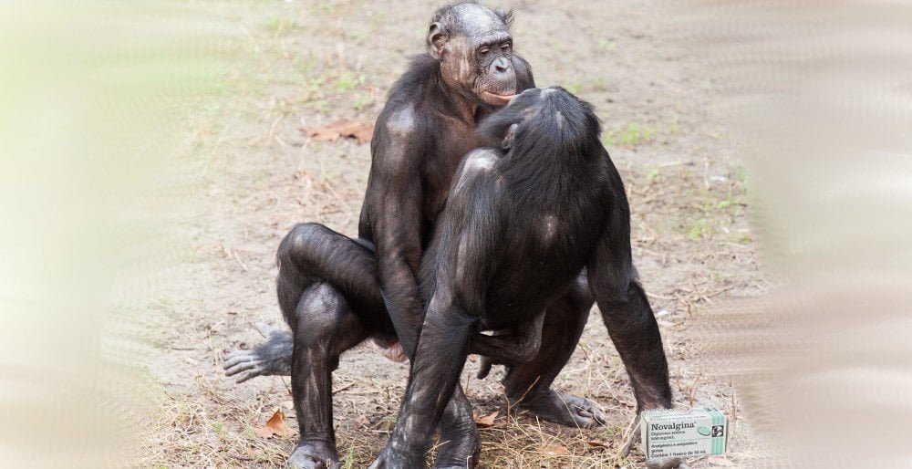 Rifiuta rapporto sessuale perché ha mal di testa: scimmia cacciata da comunità Bonobo - Lercio
