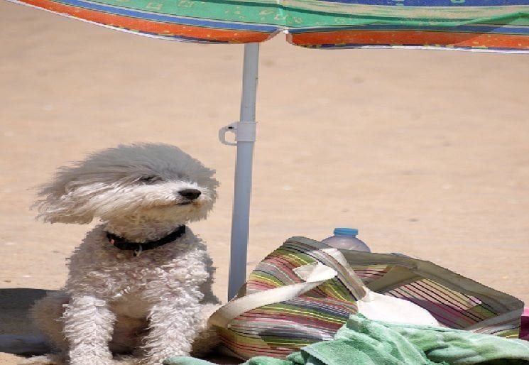 Sentenza storica: Dudù chiede e ottiene dal Tribunale l'abbandono in autostrada - Lercio