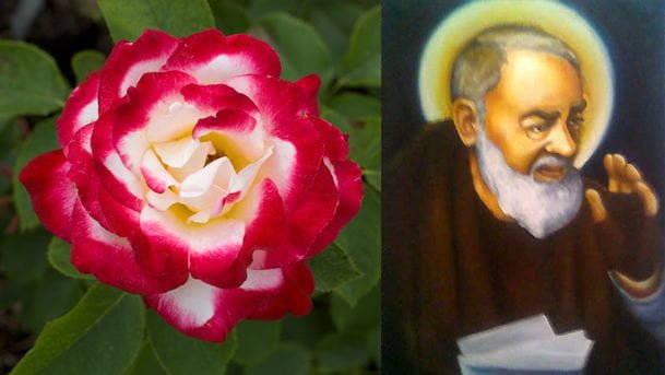 Botanica Creata La Prima Rosa Al Profumo Di Padre Pio Lercio