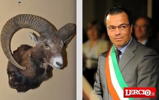 Muflone impagliato supera Buonanno in un test d'intelligenza - Lercio