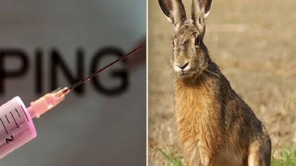 Ricerca rivela: “Le lepri non esistono, sono solo conigli dopati” - Lercio