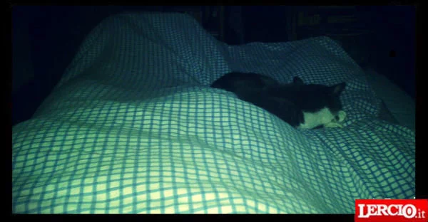 La gatto-sveglia è la migliore sveglia al mondo!