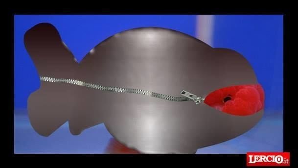 Animali, tendenze: dopo il cappotto per cani spopola la muta per pesci rossi - Lercio