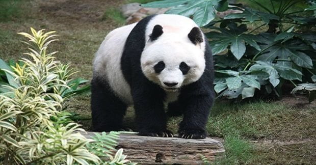 Scoperte centinaia di preservativi che i panda nascondevano dietro i bambù - Lercio