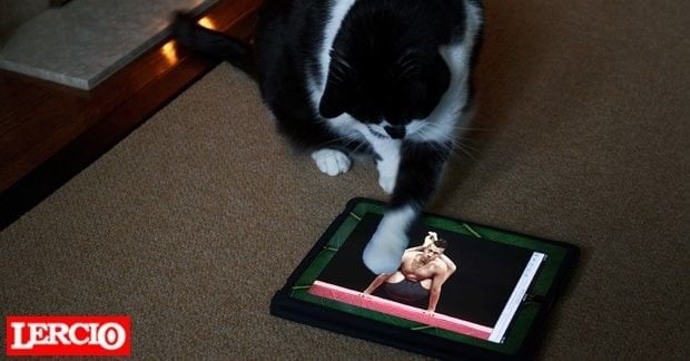 Gattino posta su Facebook filmato del padrone che si lecca le palle - Lercio