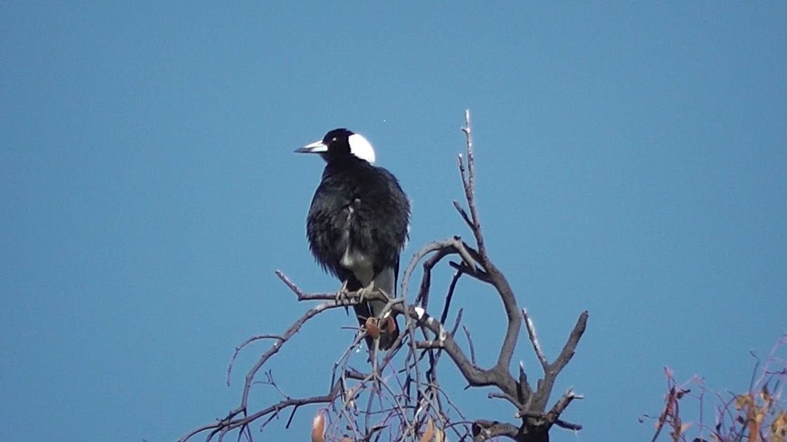 BBC filma gazza ladra che evade il fisco - Lercio